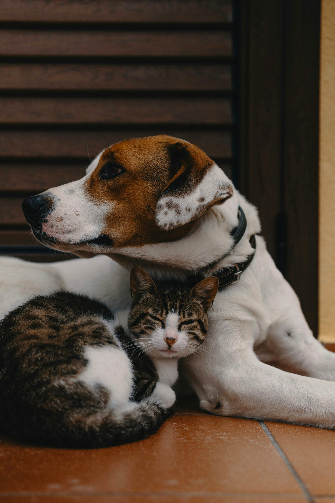 The Ultimate Guide to Caring for Your Cats and Dogs: Tips for Happy and Healthy Pets